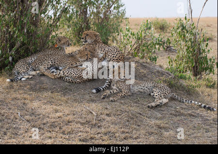 Acinonyx jubatus,Gepard,Cheetah,cubs with mother, Stock Photo