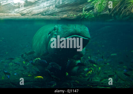 Horizontal underwater view of a semi submerged Hippopotamus. Stock Photo