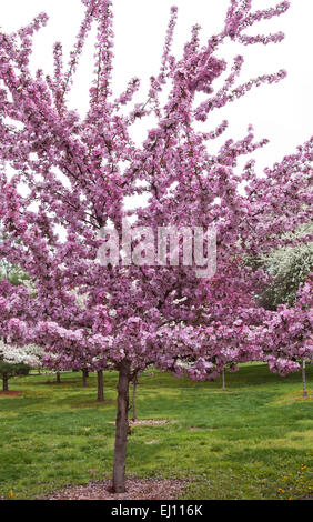 Malus  ' CARDINAL   ' , photographed at  the Arie den Boer garden in Des Moines, Iowa. Stock Photo