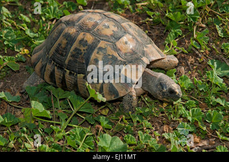 Spur-thighed tortoise or Greek tortoise (Testudo graeca), Region of Andalusia, Spain, Europe Stock Photo