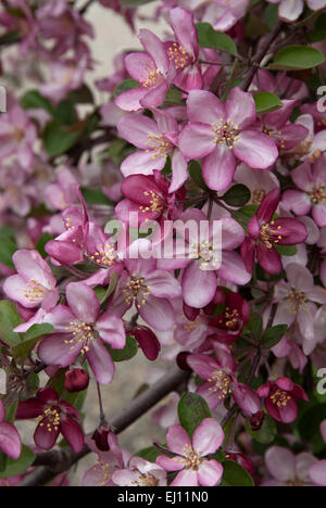 Malus  ' ROBINSON   ' , photographed at  the Arie den Boer garden in Des Moines, Iowa. Stock Photo