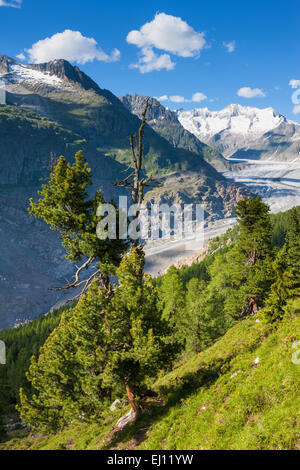 Aletschwald, Switzerland, Europe, canton, Valais, Wallis, Aletsch area, UNESCO, world nature heritage, Aletsch glacier, glacier, Stock Photo