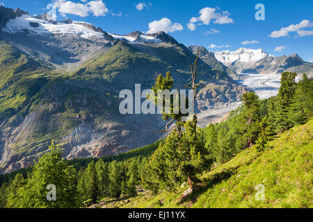 Aletschwald, Switzerland, Europe, canton, Valais, Wallis, Aletsch area, UNESCO, world nature heritage, Aletsch glacier, glacier, Stock Photo