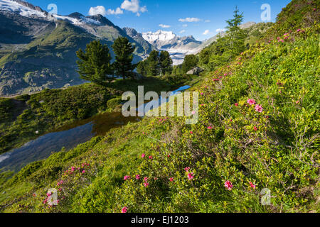 Aletschwald, Switzerland, Europe, canton, Valais, Wallis, Aletsch area, UNESCO, world nature heritage, Aletsch glacier, glacier, Stock Photo