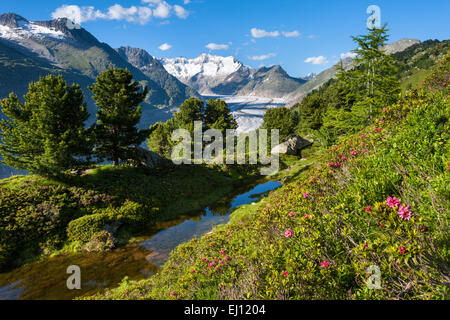 Aletschwald, Switzerland, Europe, canton, Valais, Wallis, Aletsch area, UNESCO, world nature heritage, Aletsch glacier, glacier, Stock Photo