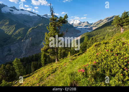 Aletschwald, Switzerland, Europe, canton, Valais, Wallis, Aletsch area, UNESCO, world nature heritage, Aletsch glacier, glacier, Stock Photo