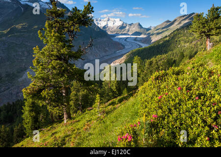 Aletschwald, Switzerland, Europe, canton, Valais, Wallis, Aletsch area, UNESCO, world nature heritage, Aletsch glacier, glacier, Stock Photo