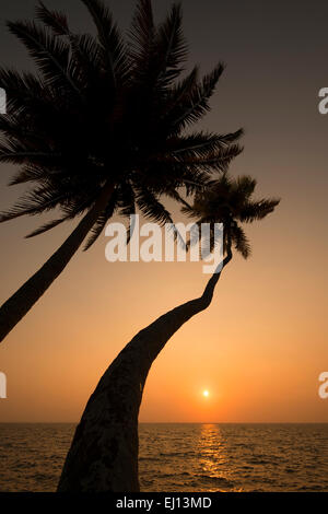 Palm trees in silhouette at sunset, on the Vembanad Lake in Kumarakom Kerala India Stock Photo
