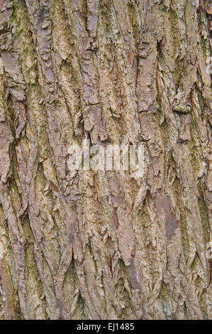 Castanea sativa bark Stock Photo - Alamy