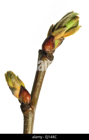 Sweet chestnut (Castanea sativa) buds opening and leaves emerging in spring against white background Stock Photo