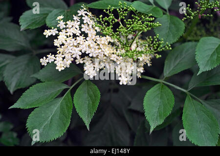 Black elder / European elder / European elderberry (Sambucus nigra) flowering in spring Stock Photo