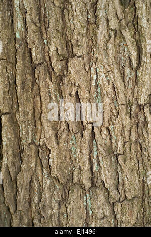 Common walnut / Persian walnut (Juglans regia) close up of tree bark, native to Southern Europe and Asia Stock Photo