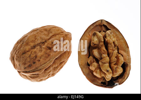 Opened common walnut / Persian walnuts (Juglans regia), native to Southern Europe and Asia against white background Stock Photo
