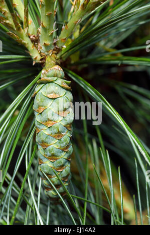 Eastern white pine / northern white pine, Weymouth pine / soft pine (Pinus strobus) showing developing cone native to the USA Stock Photo