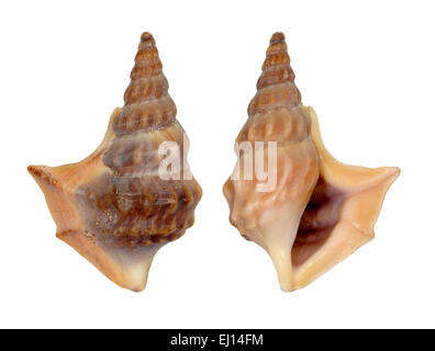 Pelican's foot shell Stock Photo - Alamy