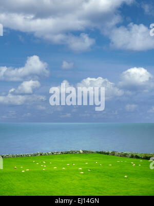 Sheep in pasture with ocean. Galway Bay, Black Head, The Burren, Ireland Stock Photo