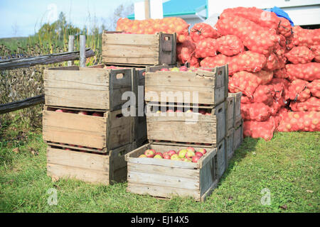 A photo of freshly picked red apples in a wooden crate. Stock Photo