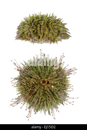 Green Sea Urchin - Psammechinus miliaris Stock Photo