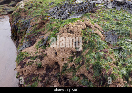 Honeycomb Worm - Sabellaria alveolata Stock Photo