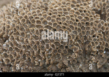 Honeycomb Worm - Sabellaria alveolata Stock Photo