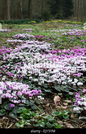 Cyclamen Coum flowers in an English woodland.  Evenley Wood Gardens, Evenley, Northamptonshire. UK Stock Photo
