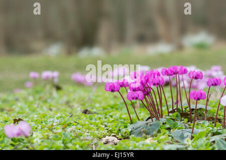 Cyclamen Coum flowers in an English woodland. Evenley Wood Gardens, Evenley, Northamptonshire. UK Stock Photo