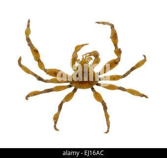 Scorpion Spider Crab - Inachus dorsettensis Stock Photo