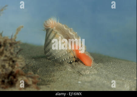 Rough Cockle - Acanthocardia tuberculata Stock Photo