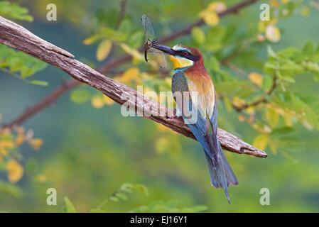 Bee eater with dragonfly Stock Photo