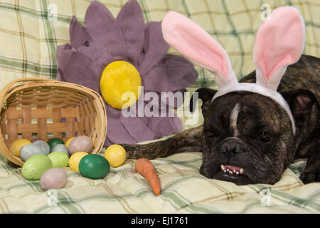 Easter Dog Stock Photo