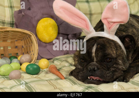 Easter Dog Stock Photo