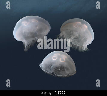 Moon Jellyfish - Aurelia aurita Stock Photo