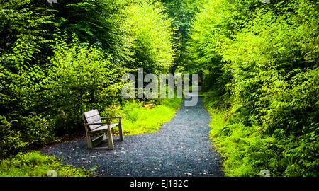 Bench on the Limberlost Trail, in Shenandoah National Park, Virginia. Stock Photo