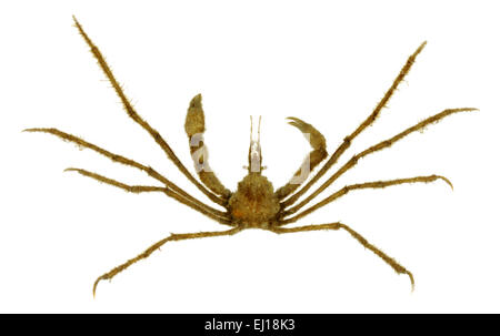 Long-legged spider crab (Macropodia rostrata Stock Photo - Alamy