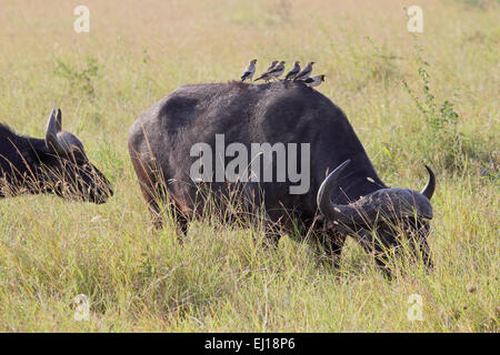 A group of yellow-billed oxpeckers, Buphagus africanus, on the back of an african buffalo, Syncerus caffer, in Serengeti Nationa Stock Photo