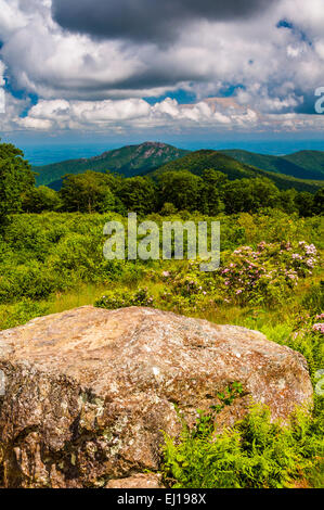 Mountain laurel and view of Old Rag, at Thoroughfare Overlook, on ...