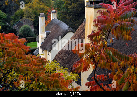 Thatched cottages at selworthy green, Somerset, England, United Kingdom, Europe