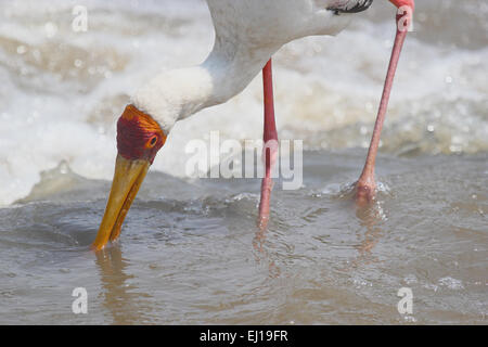 A Yellow-billed Stork, Mycteria ibis, fishing in a african river in Tanzania. Their diet comprises mainly small, freshwater fish Stock Photo