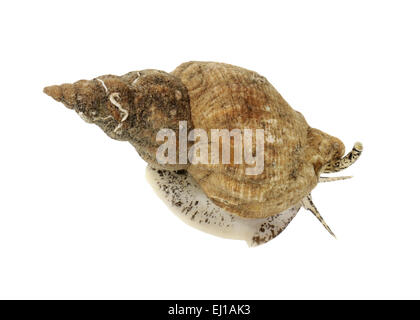 Common Whelk - Buccinum undatum Stock Photo