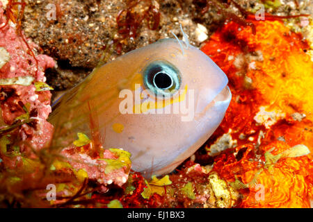 Midas Blenny, Golden Blenny or Lyretail Blenny, Ecsenius midas, peering out of its home in a hole in the reef. Tulamben, Bali, Indonesia. Stock Photo