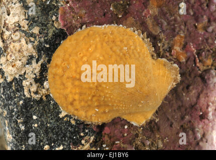 Suberites domuncula is a sea sponge that grows on a gastropoda shell  inhabited for a hermit crab Stock Photo - Alamy