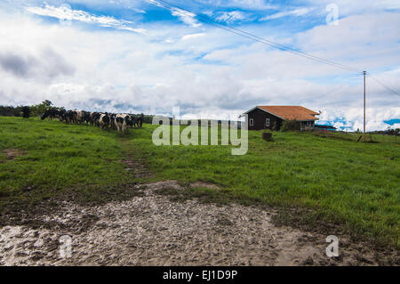 Kinabalu mountain  and the farm Stock Photo