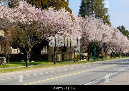 Blossoming Japanese ornamental cherry and plum trees lining West 16th Avenue in Vancouver, British Columbia, Canada Stock Photo