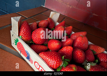 Freshly picked ripe strawberries in wooden crate on alfresco kitchen surface Stock Photo