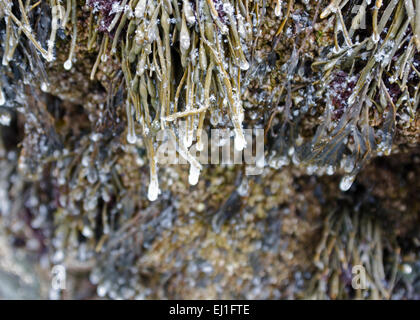 Icicles form at the tips of seaweed hanging from the rocks in Acadia National Park, Bar Harbor, Maine. Stock Photo