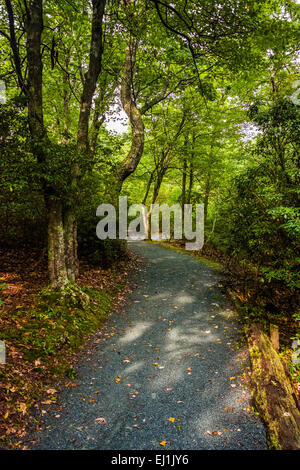 The Limberlost Trail, in a lush forest, Shenandoah National Park, Virginia. Stock Photo