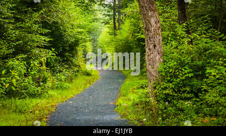 The Limberlost Trail, in a lush forest, Shenandoah National Park, Virginia. Stock Photo