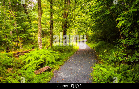 The Limberlost Trail, in a lush forest, Shenandoah National Park, Virginia. Stock Photo