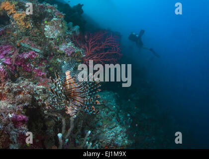 Flamboyant lionfish camouflaged among coral reef inhabitants avoids detection by a group of scuba divers exploring coral reef. Stock Photo