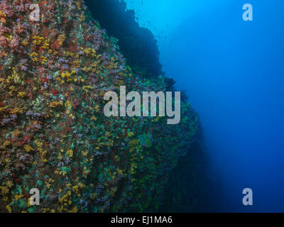 Undersea wall of Meemu atoll in the Maldives, coral returning after 1998 El Nino warming of ocean temperature. Stock Photo